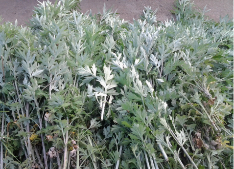 華展貓先生，端午節，垃圾分類